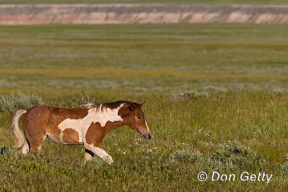 Mustang