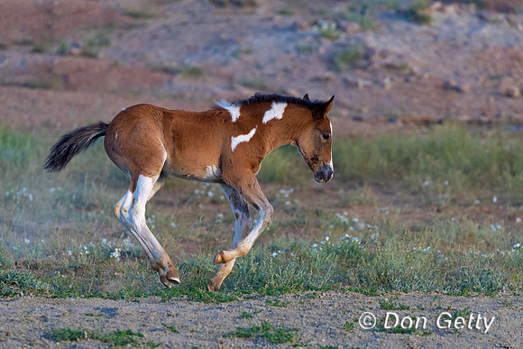 Mustang