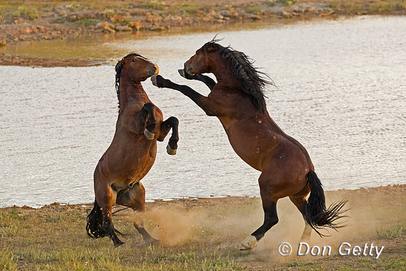 Mustang