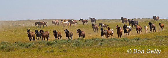 Mustang