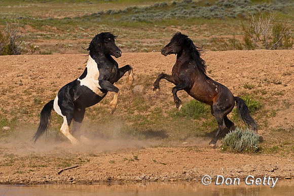 Mustang