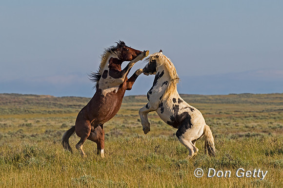 Mustang