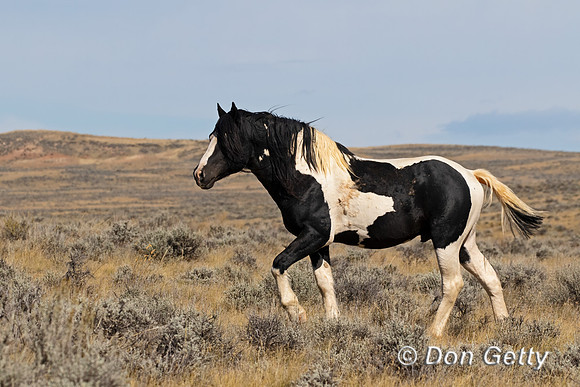 Mustang