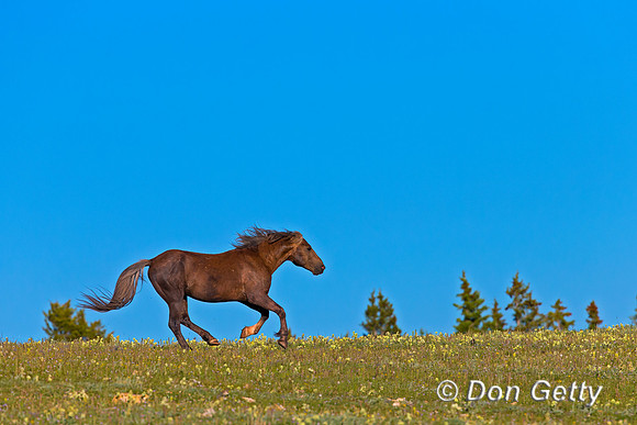 Mustang