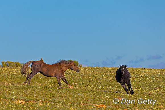 Mustang