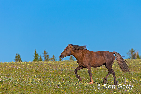 Mustang