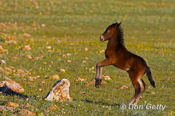 Mustang