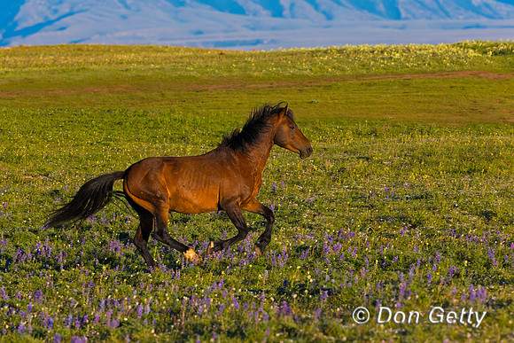 Mustang