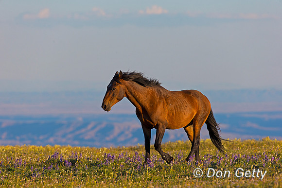 Mustang