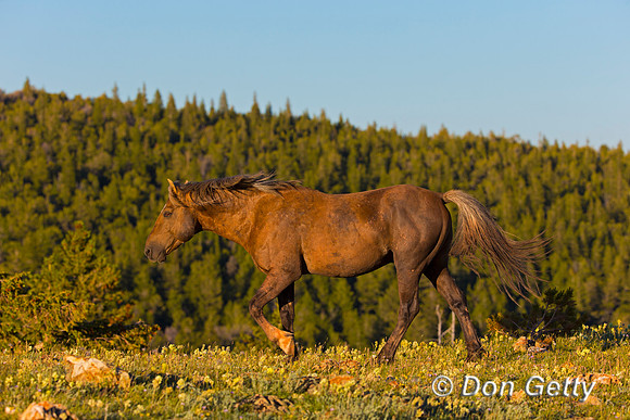 Mustang