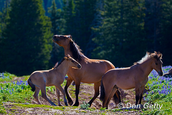 Mustang