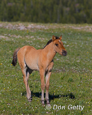 Mustang