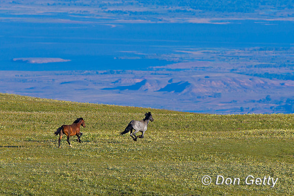 Mustang