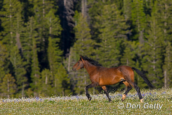 Mustang
