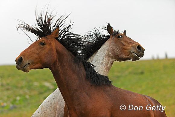 Mustang