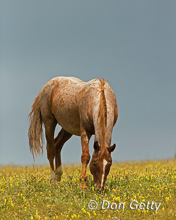 Mustang