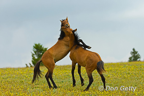 Mustang