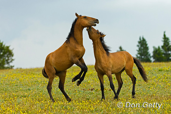 Mustang