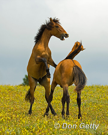 Mustang