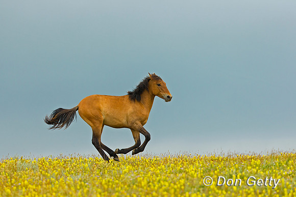 Mustang