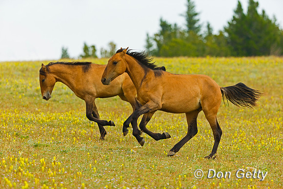 Mustang