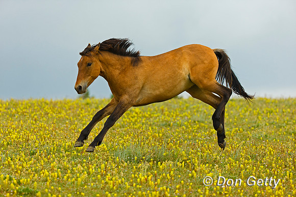 Mustang