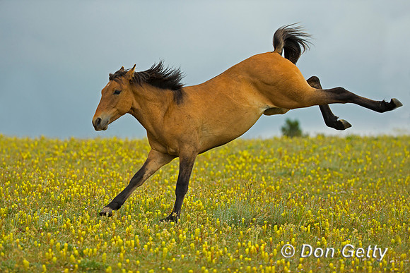 Mustang
