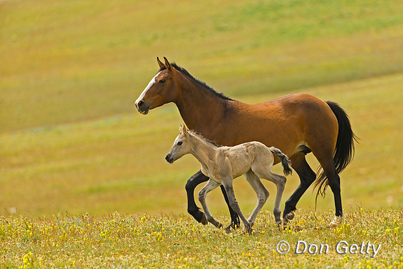 Mustang