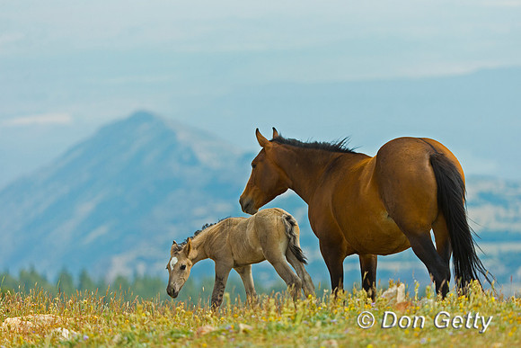 Mustang