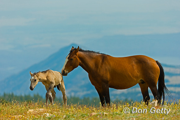 Mustang