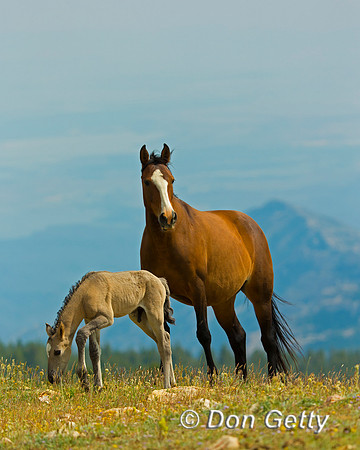 Mustang