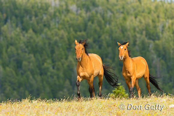 Mustang
