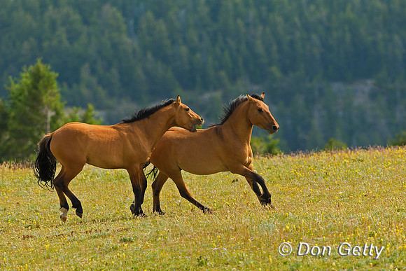 Mustang