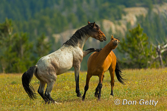 Mustang