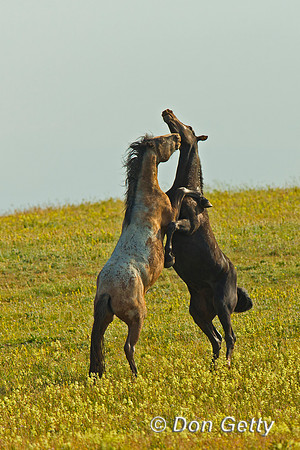Mustang