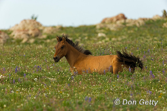 Mustang