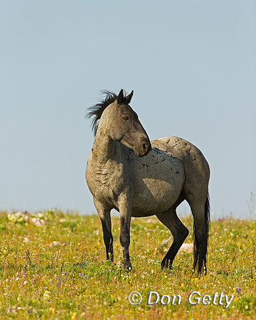 Mustang