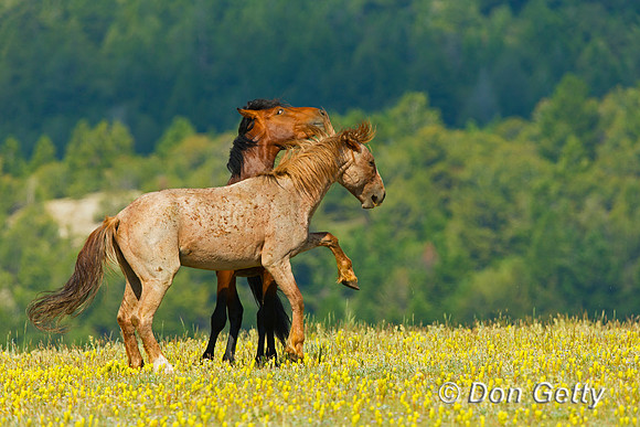 Mustang