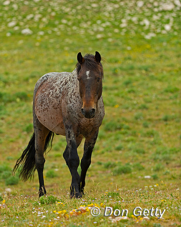 Mustang
