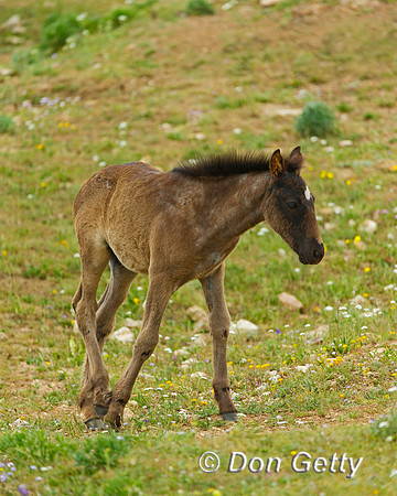 Mustang