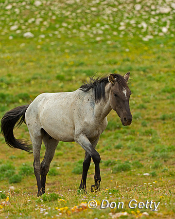 Mustang