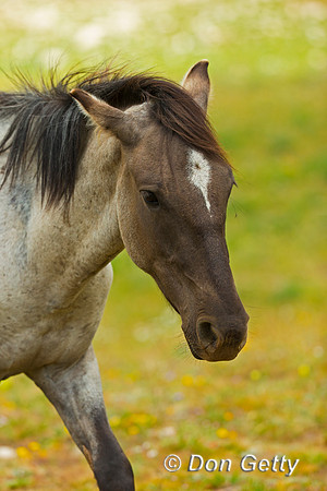 Mustang
