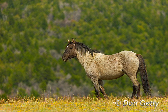 Mustang