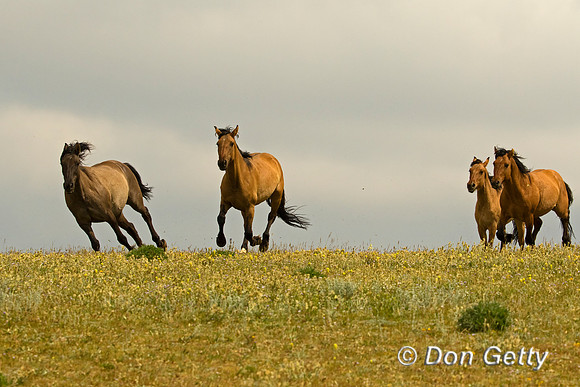 Mustang