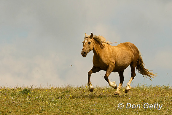 Mustang