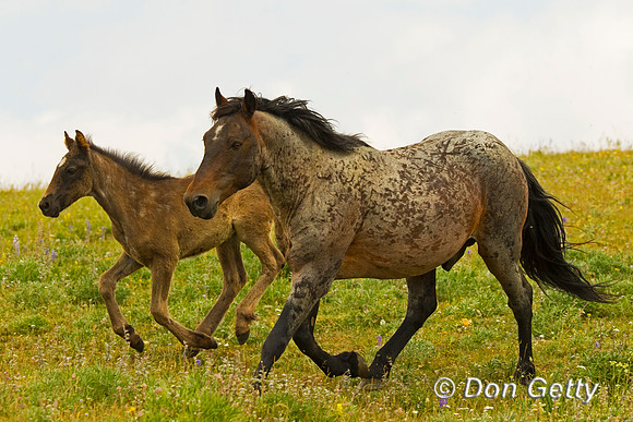 Mustang