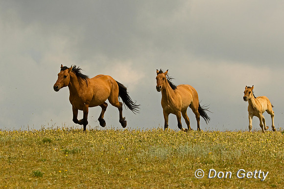 Mustang