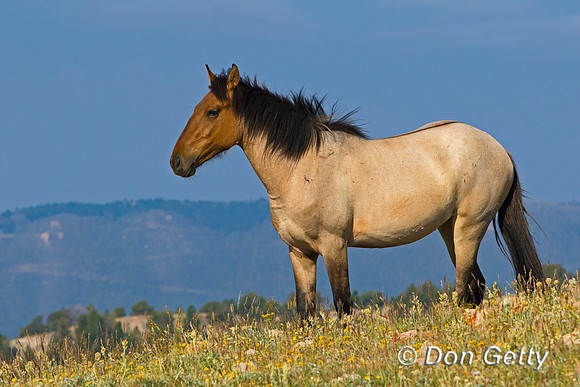 Mustang
