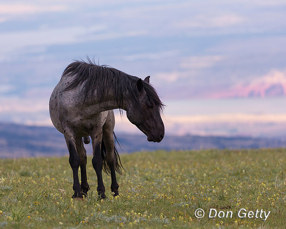 Horse_A45T7481