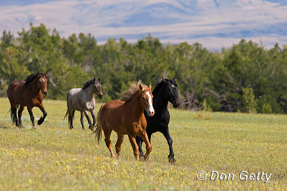 Horse_A45T7371